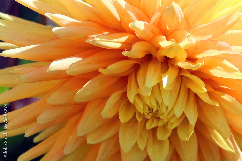 Macro image of a sunlit yellow Dahlia bloom, Derbyshire England
Macro image of a sunlit yellow Dahlia bloom, Derbyshire England