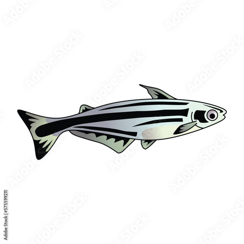 set of catfish isolated on white background