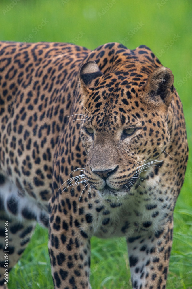 Male Sri Lankan leopard. In captivity at Banham Zoo in Norfolk, UK Male Sri Lankan leopard. In captivity at Banham Zoo in Norfolk, UK