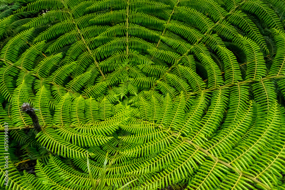 The round center of a fern in New Zealand The round center of a fern in New Zealand