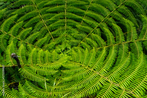 The round center of a fern in New Zealand