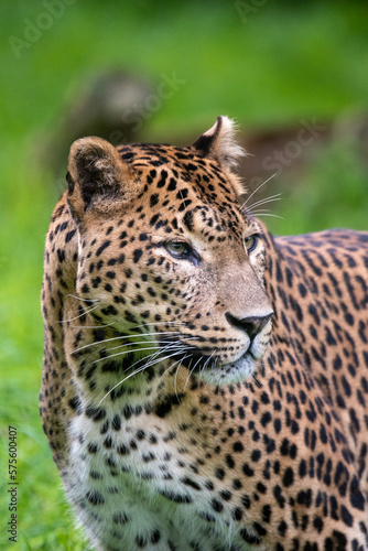 Close up  head on portrait of male Sri Lankan leopard  with head  eyes and face detail. In captivity at Banham Zoo in Norfolk  UK 