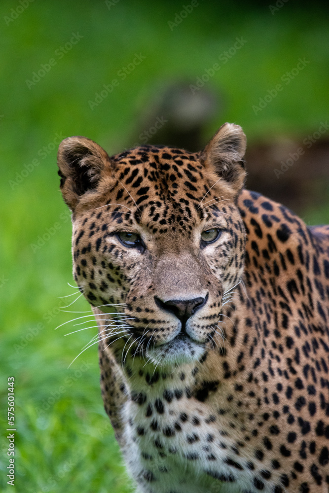 Obraz premium Close up, head on portrait of male Sri Lankan leopard, with head, eyes and face detail. In captivity at Banham Zoo in Norfolk, UK