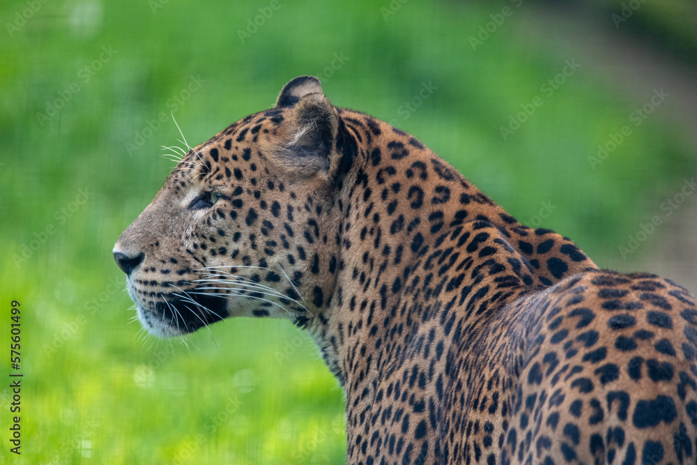 Male Sri Lankan leopard in captivity at a zoo. Banham Zoo, Norfolk, UK Male Sri Lankan leopard in captivity at a zoo. Banham Zoo, Norfolk, UK