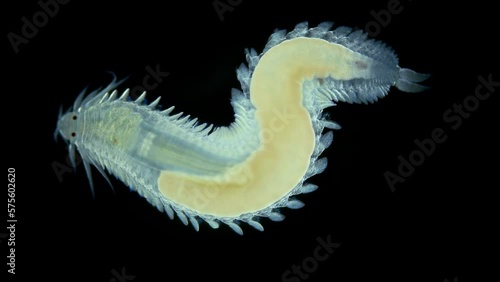 Worm Polychaeta, family Phyllodocidae under a microscope, possibly genus Eulalia sp. Predators, but can feed on dead organisms. Sample found in Barents Sea photo