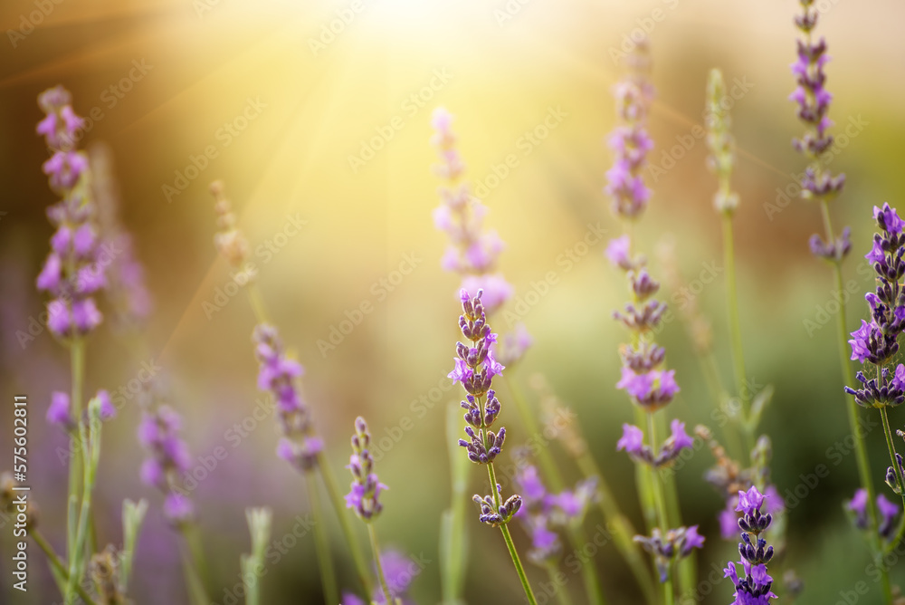 Obraz premium Lavender beautiful flowers