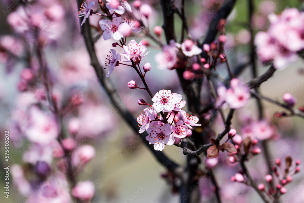 The fruits blossom in spring. Spring blossoms in forest,fields and parks. The fruits blossom in spring. Spring blossoms in forest,fields and parks.