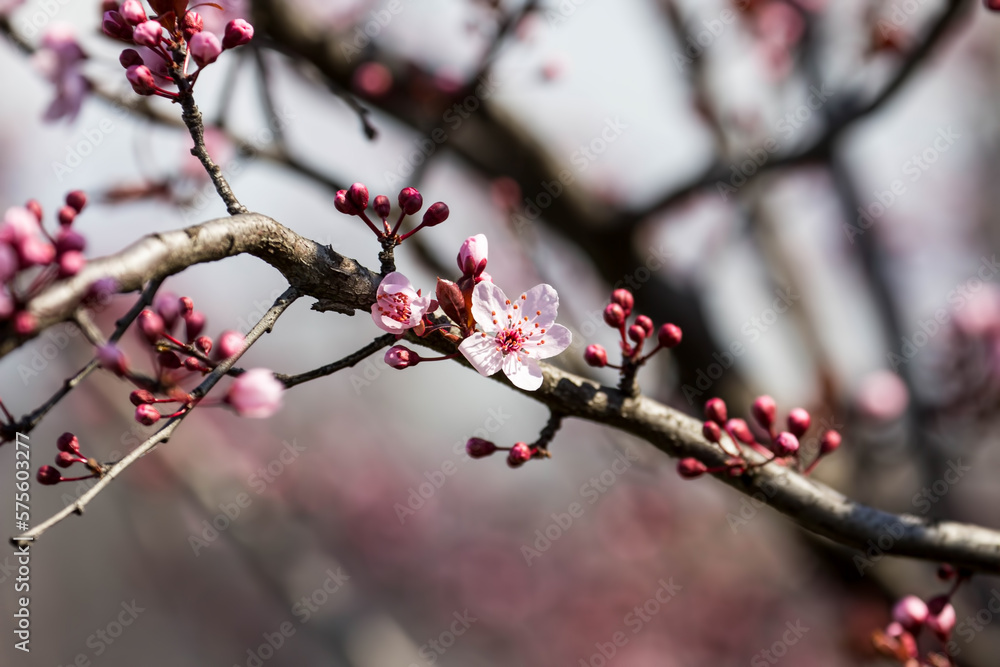 The fruits blossom in spring. Spring blossoms in forest,fields and parks. The fruits blossom in spring. Spring blossoms in forest,fields and parks.