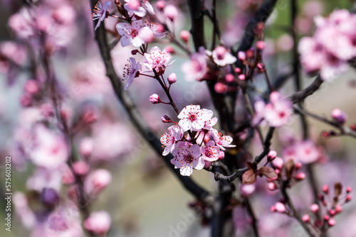 The fruits blossom in spring. Spring blossoms in forest,fields and parks. © photokrle