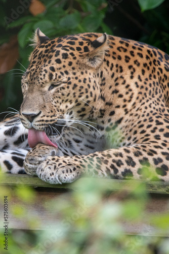 Male Sri Lankan leopard preening washing whilst sat on wooden platform. in captivity at Banham Zoo in Norfolk  UK