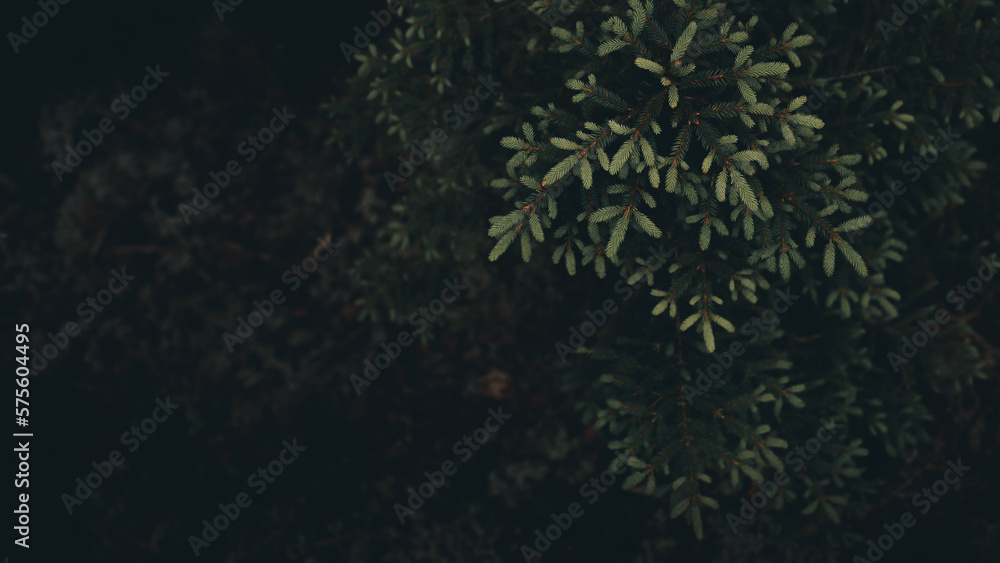 Fresh evergreen branches in a dark forest