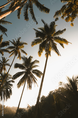 Palm trees in Bali  Indonesia
