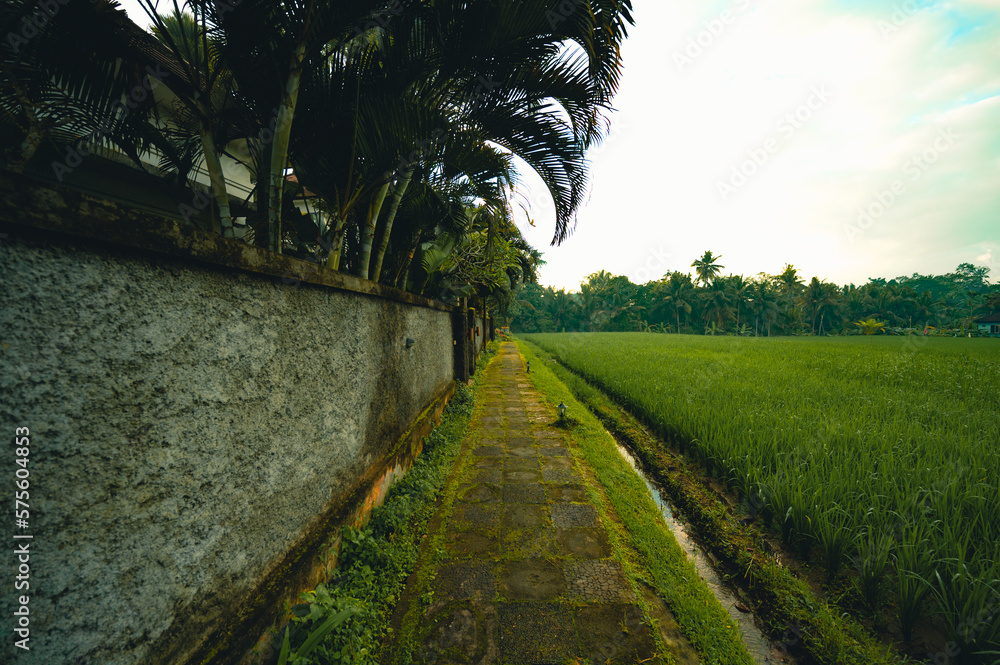 Path alongside the rice field, Ubud, Bali, Indonesia