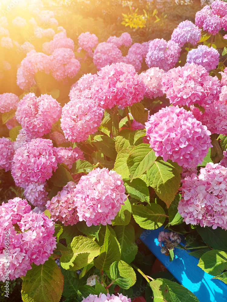 Hydrangea pink flowers Hydrangea pink flowers