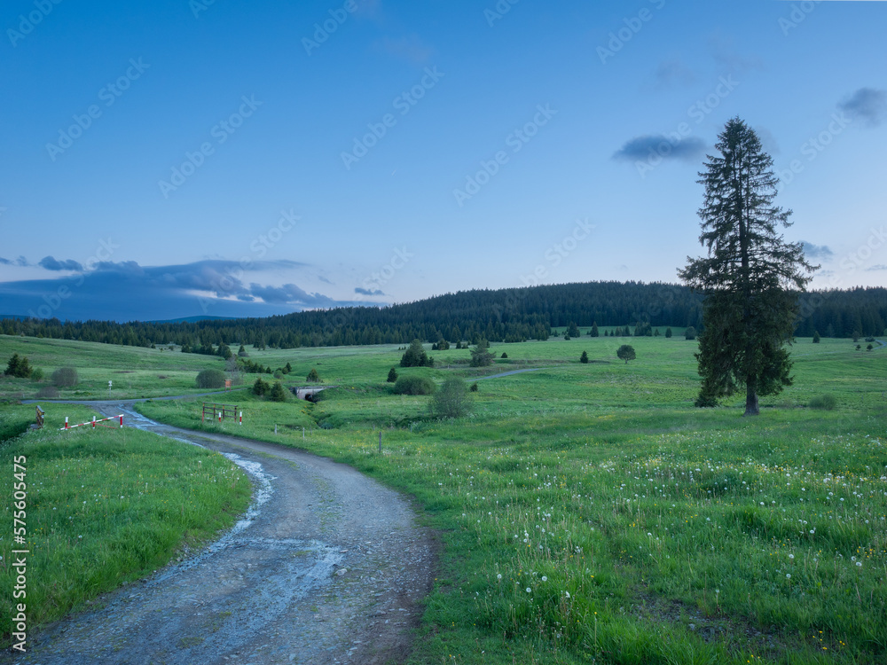 Grassy spring meadow with winding path and mature tree after sunset. The landscape of the Šumava National Park