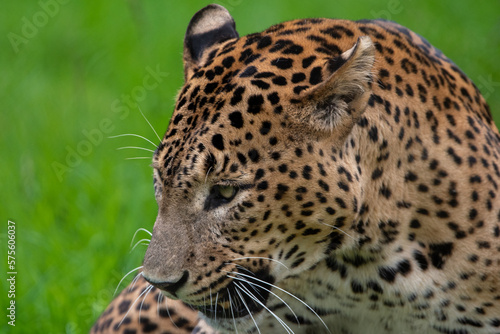 Male Sri Lankan leopard in captivity at Banham Zoo in Norfolk  UK