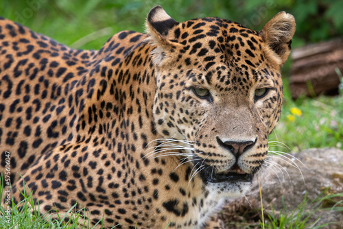 Fototapeta Naklejka Na Ścianę i Meble -  Close up portrait of male Sri Lankan leopard, with detail of head, eyes and face. Looking towards camera. In captivity at Banham Zoo in Norfolk, UK