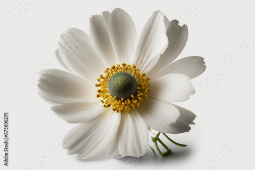 flower  white background