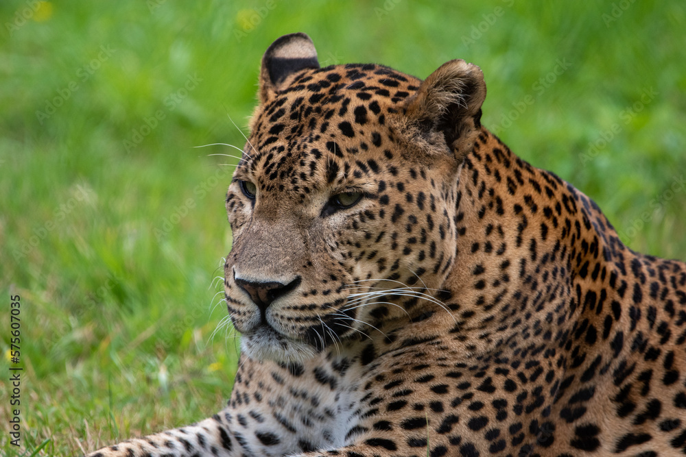 Male Sri Lankan leopard sitting amongst grass. In captivity at Banham Zoo in Norfolk, UK Male Sri Lankan leopard sitting amongst grass. In captivity at Banham Zoo in Norfolk, UK