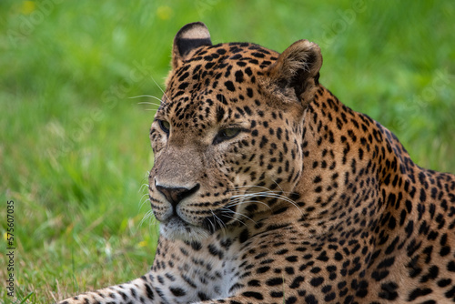 Male Sri Lankan leopard sitting amongst grass. In captivity at Banham Zoo in Norfolk  UK