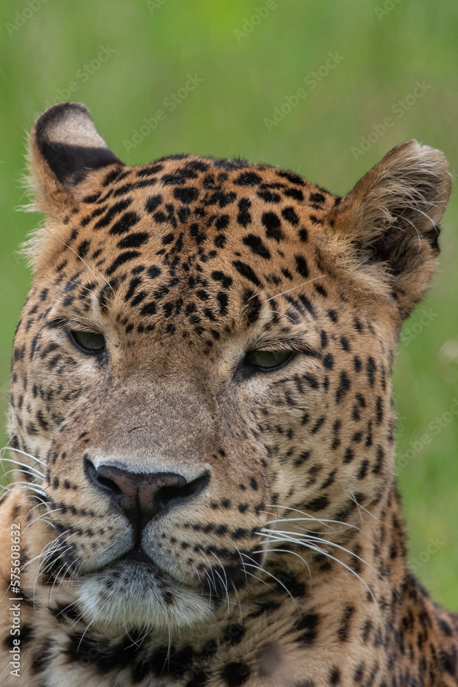 Obraz premium Close up of male Sri Lankan leopard laying in grass. in captivity at Banham Zoo in Norfolk, UK