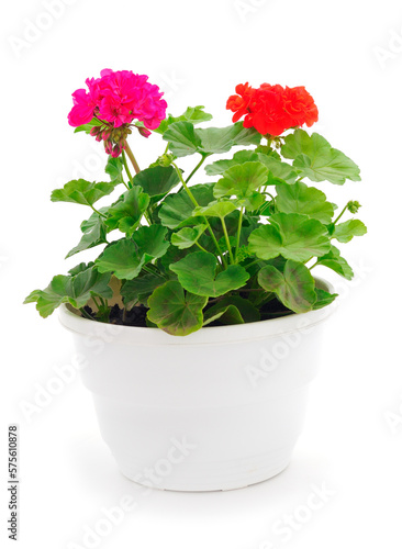 Beautiful geranium flower in pot.