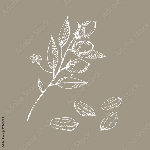Cocoa set. Hand drawn sketch  Cocoa beans, leaves sketch and Cocoa tree. Organic product. Doodle sketch for café, shop, menu. Plant parts. For label, logo, emblem, symbol.
