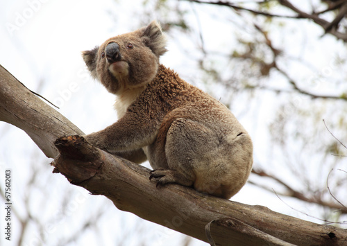 Fototapeta Naklejka Na Ścianę i Meble -  Koalas in the wild on the Great Ocean Road, Australia. Somewhere near Kennet river