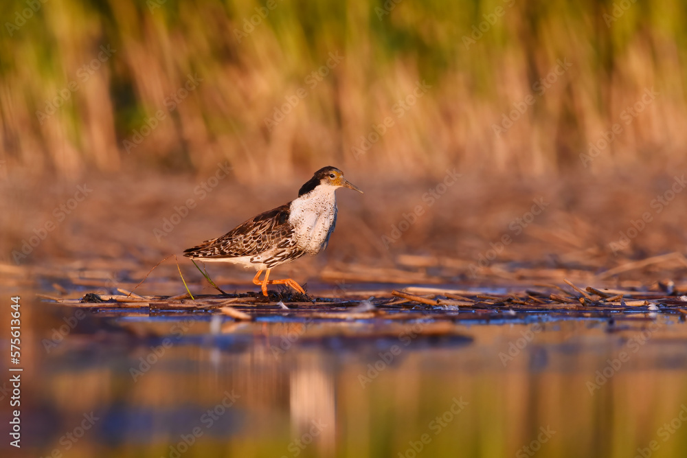 Fototapeta premium Ruff (Calidris pugnax) male in the wetlands in summer. 