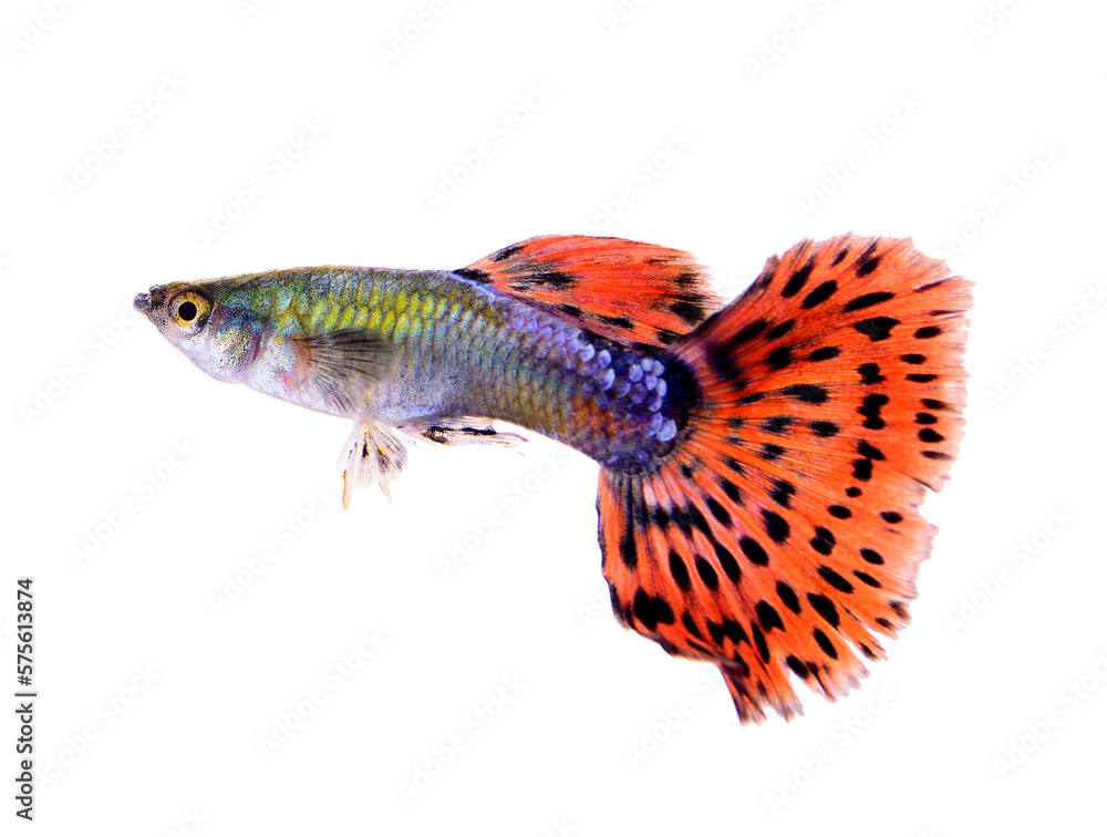 guppy fish isolated on transparent png guppy fish isolated on transparent png