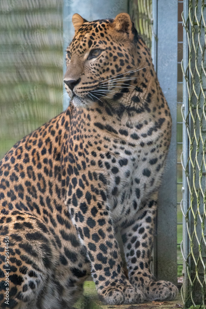 Fototapeta premium Male Sri Lankan leopard. In captivity at Banham Zoo in Norfolk, UK 