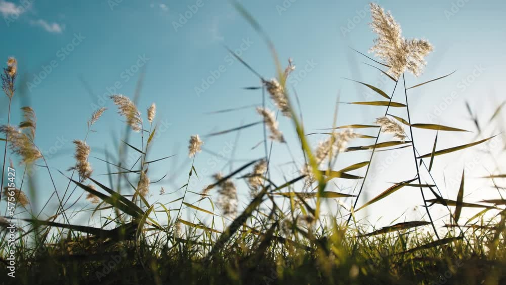 Western pampas grass swaying in the wind Western pampas grass swaying in the wind