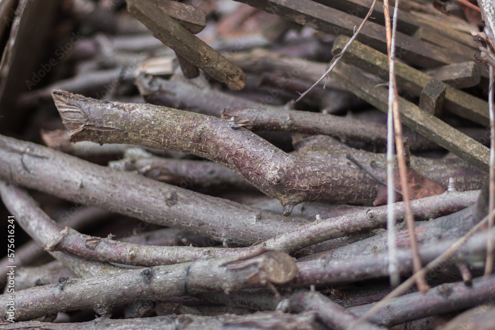 Firewood close up. Tree branches. Wooden sticks background. Bonfire concept. Bundle of sticks. Campfite concept. Twigs close up. Nature in details. Firewood close up. Tree branches. Wooden sticks background. Bonfire concept. Bundle of sticks. Campfite concept. Twigs close up. Nature in details.