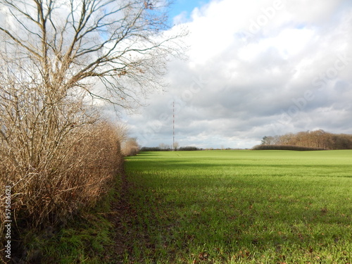 field of wheat photo