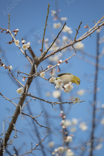 梅の木を飛び交うメジロ