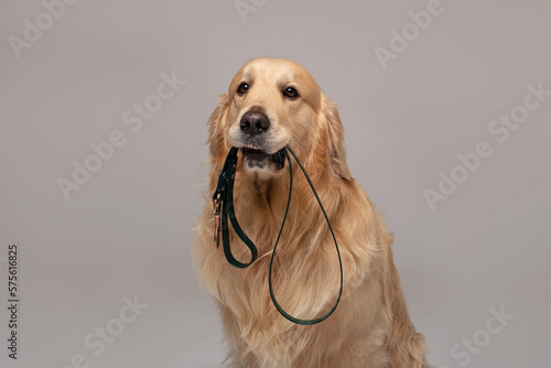 Golden Retriever dog sits and holds a leash in his teeth looking at the camera against a white background