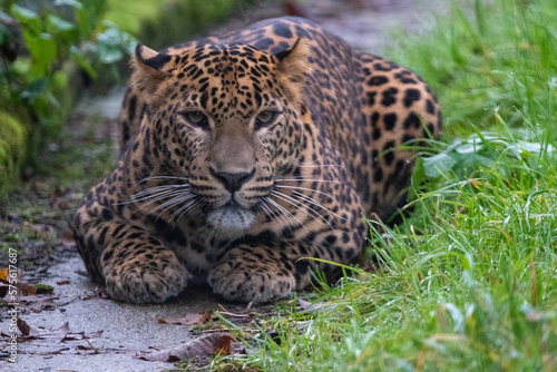 Close up portrait of young male Sri Lankan leopard sitting in grass. In captivity at Banham Zoo  Norfolk  UK