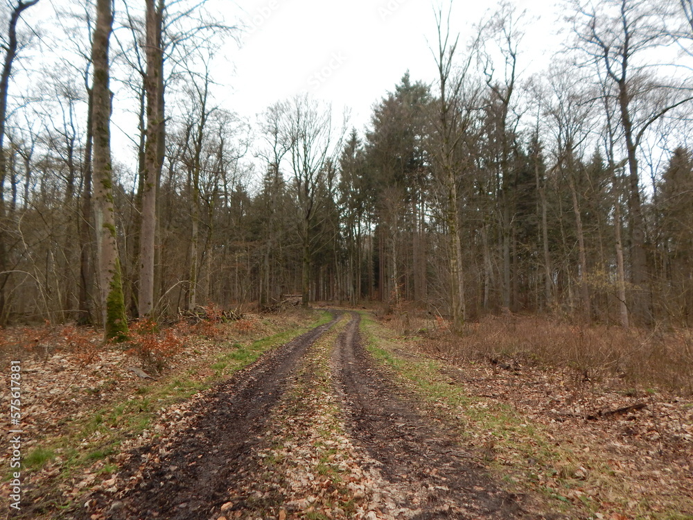 path in the forest path in the forest