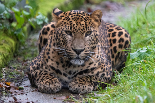 Young male Sri Lankan leopard sitting in grass. In captivity at Banham Zoo  Norfolk  UK
