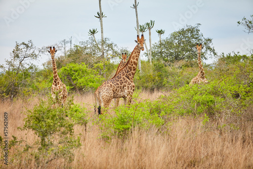 Safari Africa