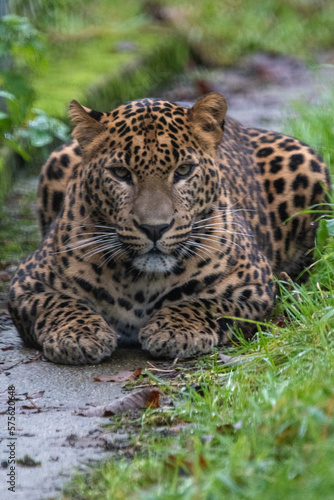 Young male Sri Lankan leopard sitting in grass. In captivity at Banham Zoo, Norfolk, UK © Christopher Keeley
