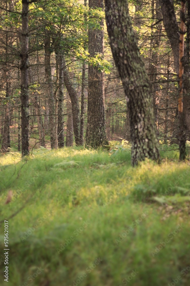 Fototapeta premium path in the forest