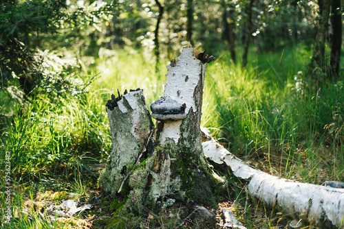 Tree trunk with mushroom on it in a sunny forrest photo