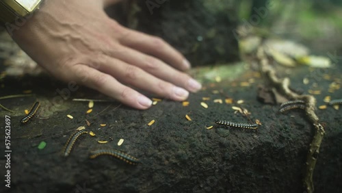 Close up view hand and luwing or caterpillar or Centipede movement with orange black color and has thousand legs. Tropical pest bug insect that eat leaves. Scary movie photo