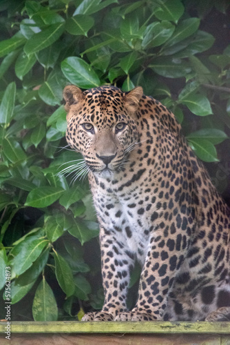 Young male Sri Lankan leopard standing on wooden platform. Banham Zoo, Norfolk, UK