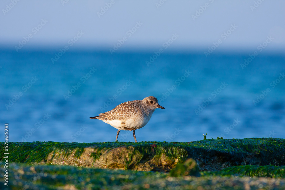 bird in its natural habitat, Grey Plover, Pluvialis squatarola bird in its natural habitat, Grey Plover, Pluvialis squatarola
