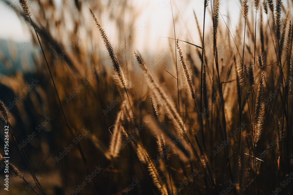 Obraz premium Soft focus a little wild flower in mountain outdoor field of nature landscape background in summer with sunset lighting, Vintage warm bright tone of natural spring grass meadow with sunlight sky