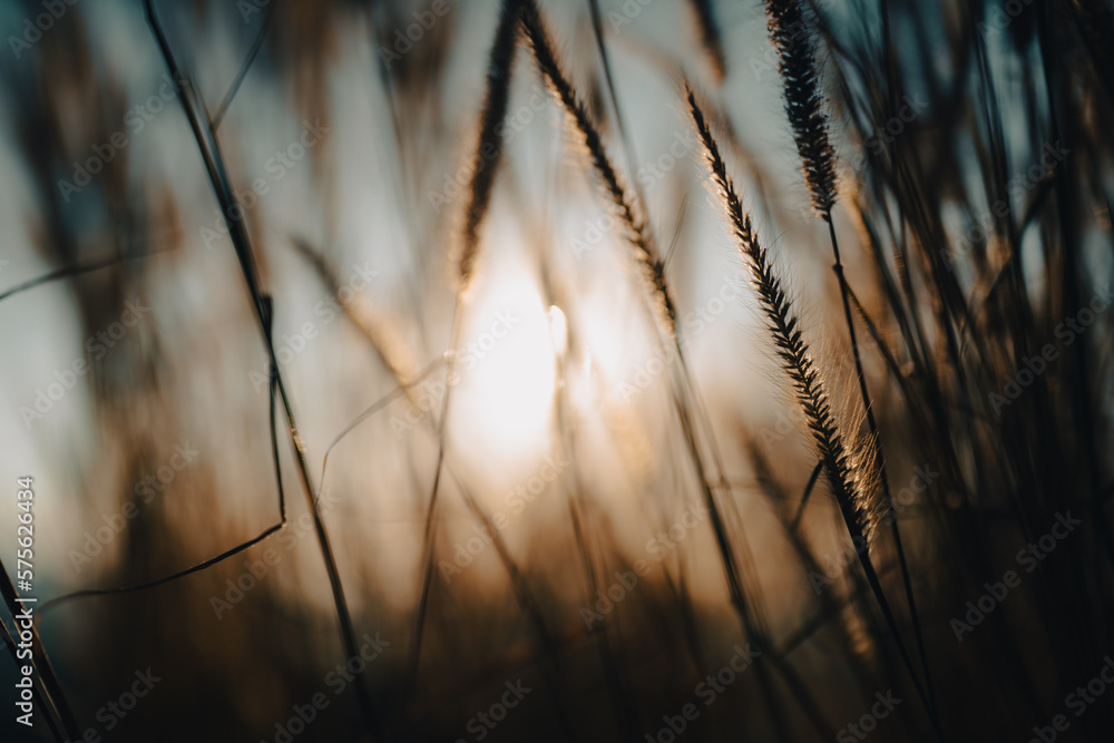Soft focus a little wild flower in mountain outdoor field of nature landscape background in summer with sunset lighting, Vintage warm bright tone of natural spring grass meadow with sunlight sky Soft focus a little wild flower in mountain outdoor field of nature landscape background in summer with sunset lighting, Vintage warm bright tone of natural spring grass meadow with sunlight sky