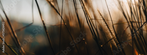Soft focus a little wild flower in mountain outdoor field of nature landscape background in summer with sunset lighting, Vintage warm bright tone of natural spring grass meadow with sunlight sky