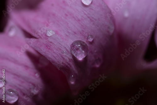 Pink chrysanthemum petals with water drops close up. Floral background, splash screen, postcard. High quality photo